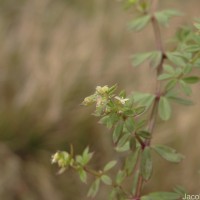 Galium asperifolium Wall.
